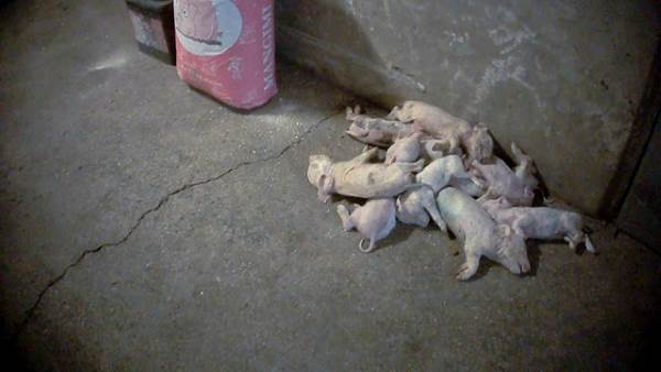 Cerdos asesinados a martillazos: el horror de una granja 