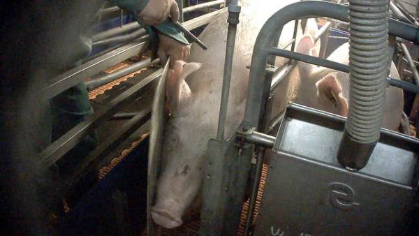 Cerdos asesinados a martillazos: el horror de una granja 