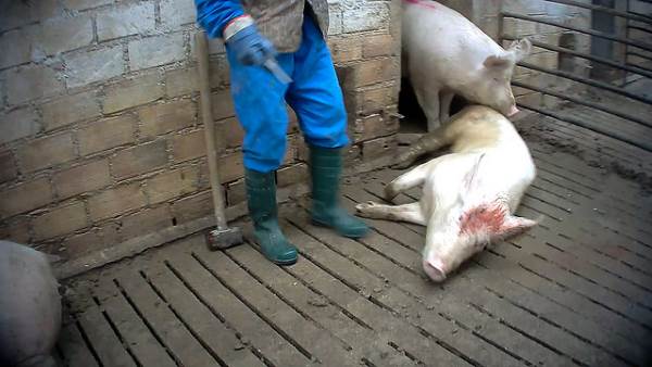 Pigs killed with hammering: the horror of a 