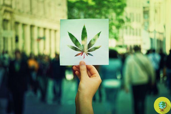 Cannabis legalizada pela primeira vez na Austrália: no ACT agora é permitido possuir até 50 gramas e cultivar duas plantas