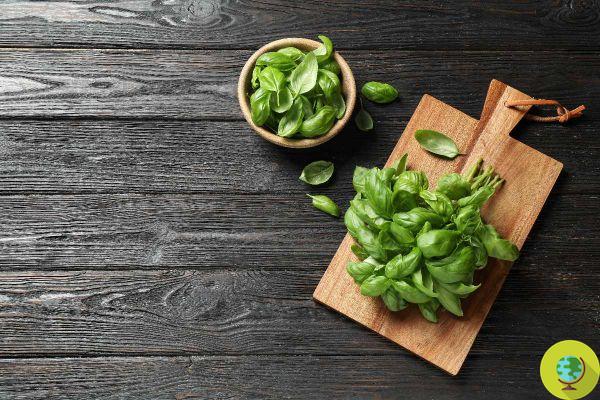 Study reveals that an important and surprising help for Alzheimer's sufferers can come from basil