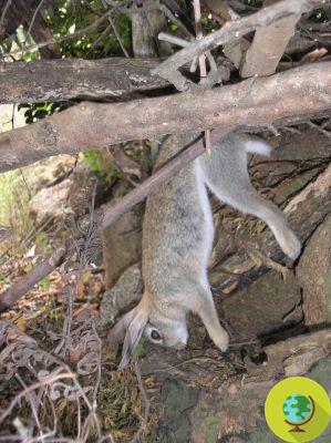Caça furtiva: o vídeo chocante que denuncia a caça ilegal de coelhos e pequenos roedores no Parque Nacional da Ilha Giglio