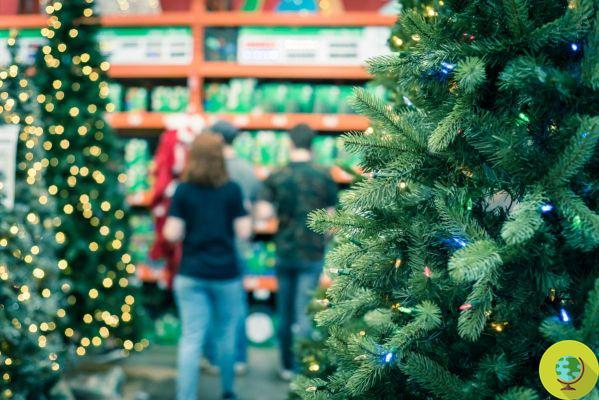 Christmas tree: real or fake, which is the most sustainable for the planet?