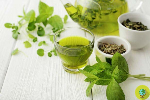 O chá verde realmente queima gordura e combate a obesidade. Mas quanto levar?