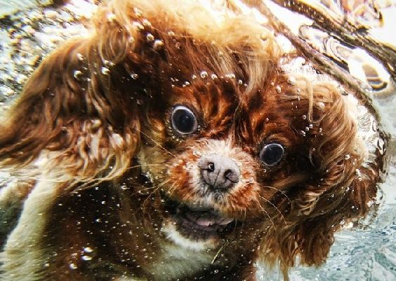 Dive dogs: fotos que revelan un lado desconocido de 