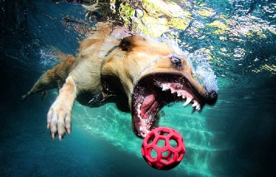 Cães de mergulho: fotos que revelam um lado desconhecido do 