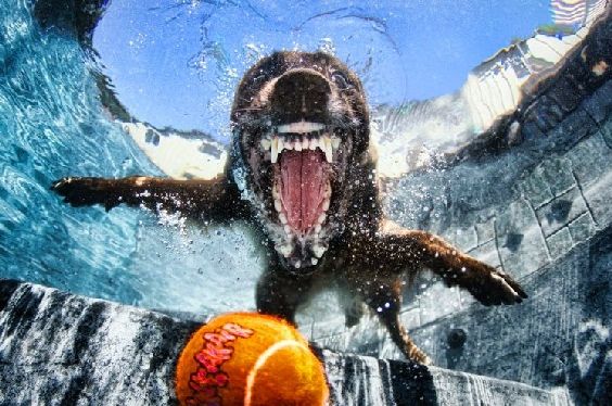 Cães de mergulho: fotos que revelam um lado desconhecido do 
