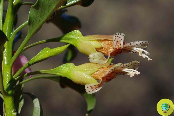 Esta planta del desierto australiano podría ser un arma valiosa contra el cáncer