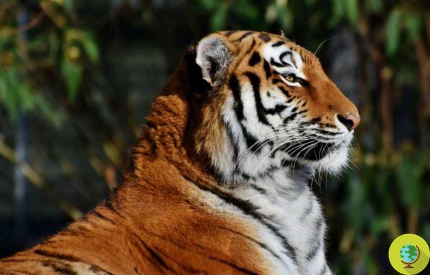 Adiós Raja, murió el tigre que nunca conoció la libertad: primero en el circo y luego en el zoo de Pistoia