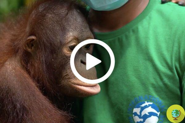 El orangután rescatado aprendiendo a trepar a un árbol por primera vez