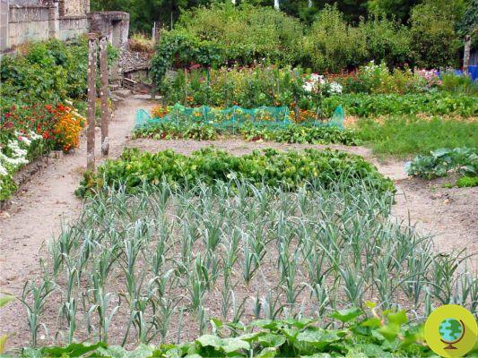 Cómo ahorrar dinero, reducir el estrés y comer mejor cultivando un huerto orgánico