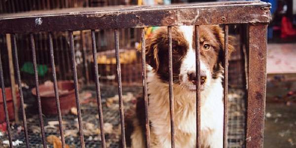Carne de perro: prohibición de ventas por el Festival de Yulin