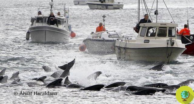 Islas Feroe: mueren 21 calderones más. Casi 500 cetáceos masacrados en 2019