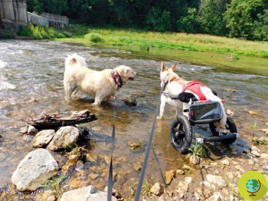Perro paralítico tirado en la calle con silla de ruedas y pañales