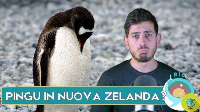 En Nouvelle-Zélande le premier tunnel pour les pingouins (VIDEO)