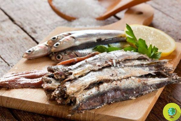 Cozinha ecológica: anchovas prensadas salgadas