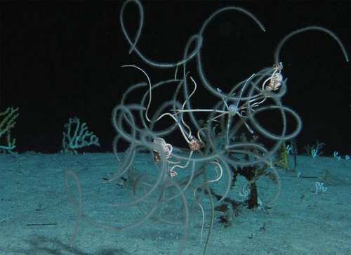 Bioluminiscencia: criaturas con poderes extraordinarios pueblan los océanos