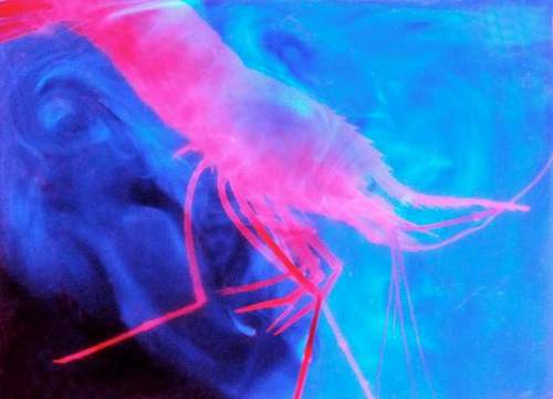 Bioluminescence: creatures with extraordinary powers populate the oceans