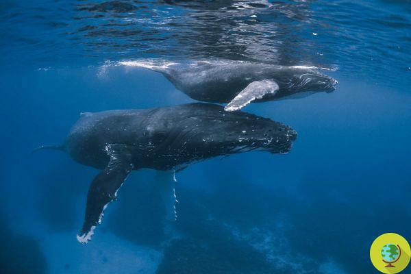 Ainsi les chants des baleines nous aident à en savoir plus sur le risque de tremblements de terre
