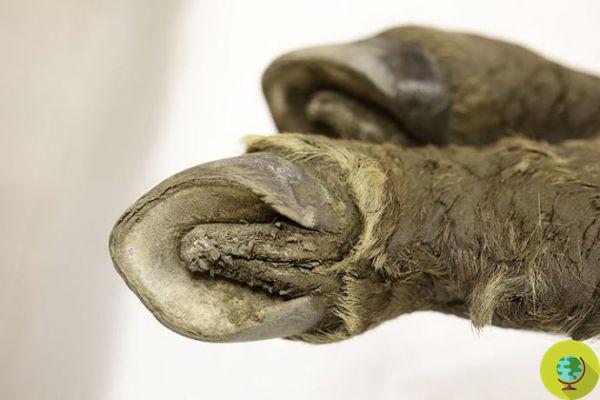 Caballo encontrado hace 40 mil años: estaba escondido en el permafrost siberiano