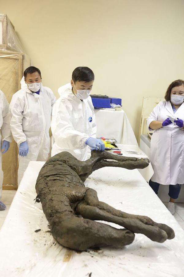 Found horse 40 thousand years ago: it was hidden in the Siberian permafrost
