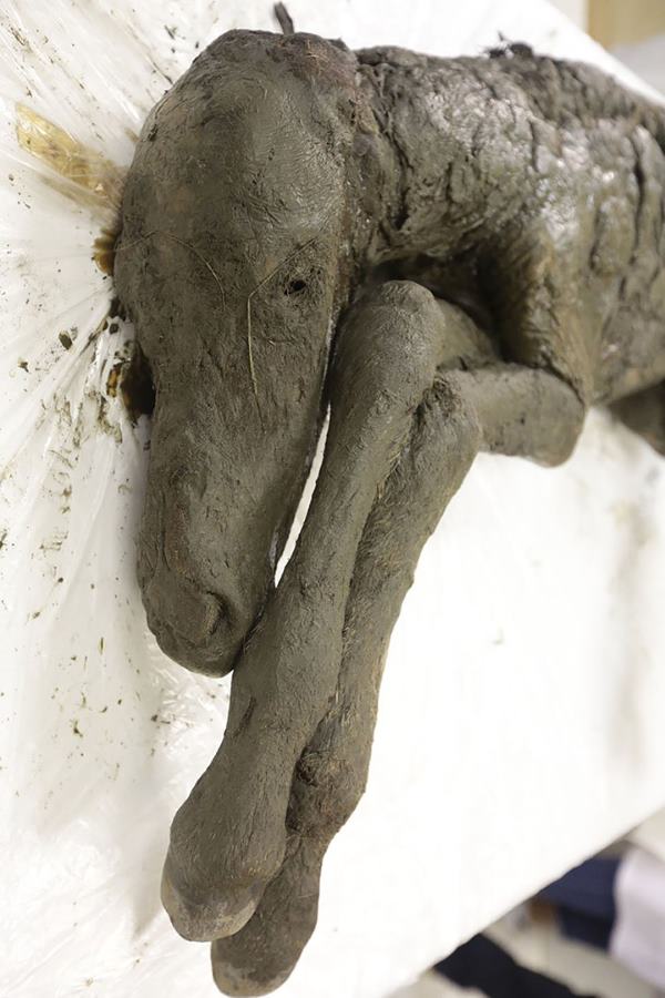 Found horse 40 thousand years ago: it was hidden in the Siberian permafrost