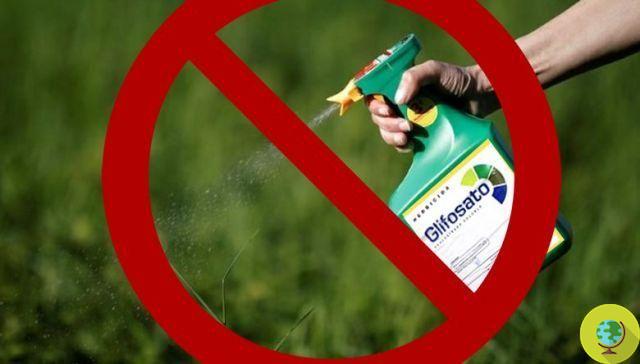 Glyphosate: Germany bans the most widespread pesticide in the world. Via by 2023