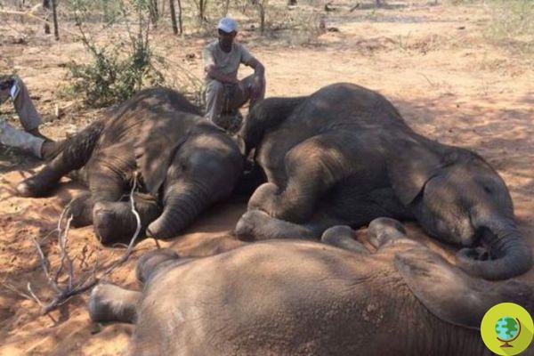 Botswana revoca la prohibición de la caza de elefantes