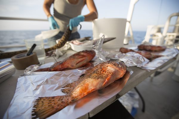 Microplastiques dans les poissons et animaux de la mer Tyrrhénienne : la découverte choquante de Greenpeace