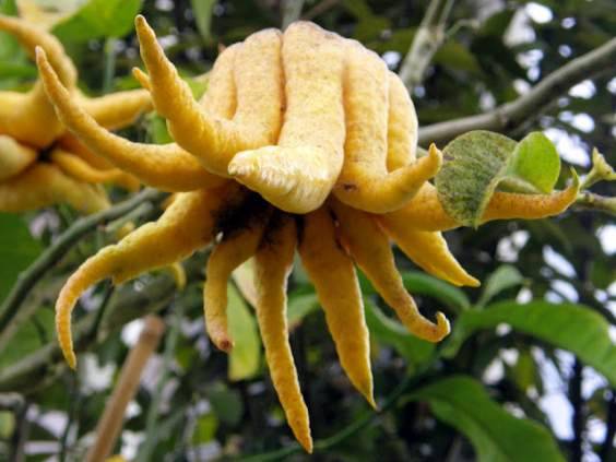 Buddha's hand: a curious fruit that is beneficial and lucky