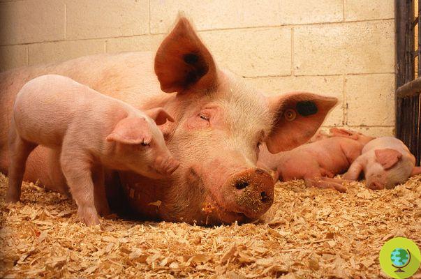 Cerdos: nuevo impactante video denuncia el horror de la ganadería intensiva que abastece a la mayor cadena de supermercados de EEUU