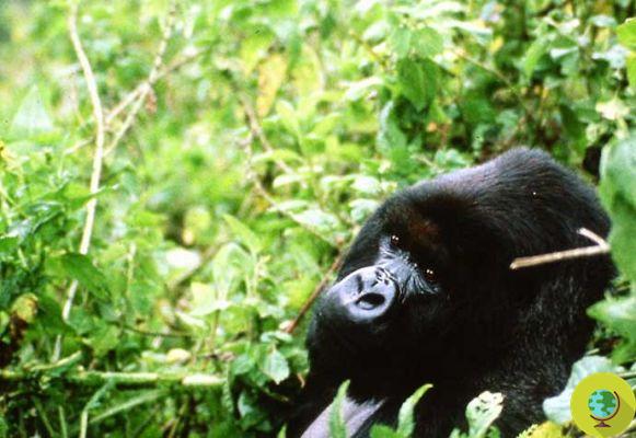 Los tres 'funerales' que muestran la tristeza de los gorilas