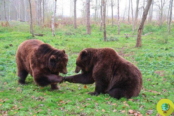 Em Modena, um centro de proteção e cuidado de ursos pardos feridos e maltratados