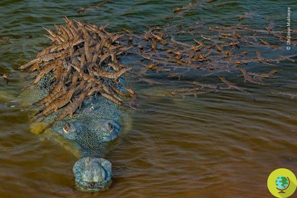 Photographe animalier de l'année : combien de crocodiles pouvez-vous voir sur cette photo ?