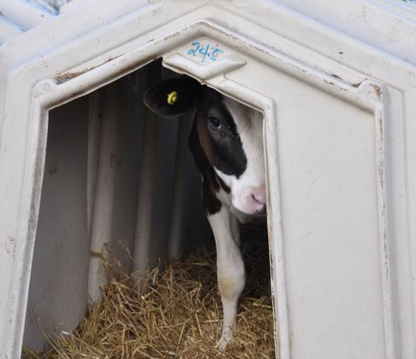 Isolado das mães e fechado em pequenas gaiolas. Os bezerros vítimas da produção de leite (IMAGENS FORTES)