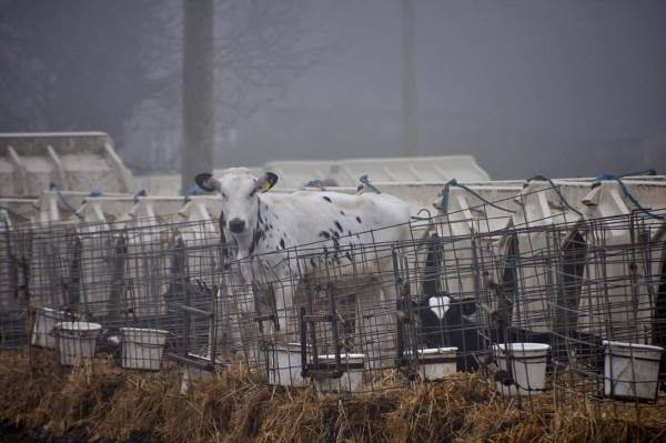 Isolated from mothers and closed in small cages. The calves victims of milk production (STRONG IMAGES)