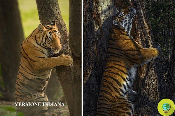 La version indienne de la photo du tigre étreignant l'arbre par Wildlife Photographer of the Year
