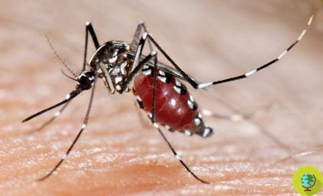 Google combat les moustiques tigres en libérant 20 millions de mâles stériles