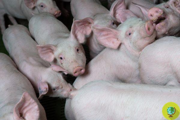 Et l'Amérique approuve les porcs OGM (à usage alimentaire et médical)