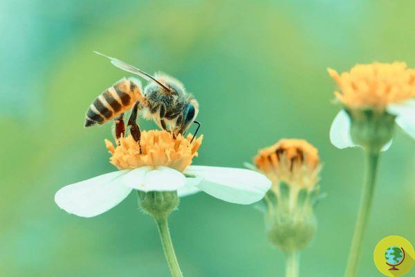 Europe says stop to Thiacloprid, the insecticide killer of Bayer bees