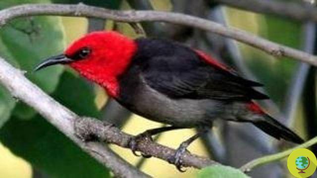 Indonesia: new colorful bird species discovered