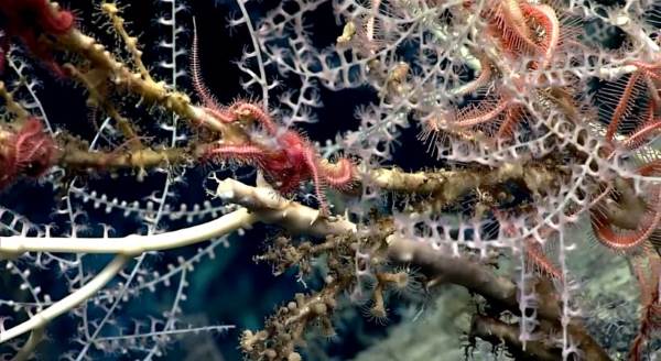 The wonderful secret garden of bamboo coral (VIDEO)