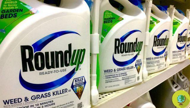 Roundup, el pesticida de Monsanto puede estar causando el aumento de las intolerancias al gluten