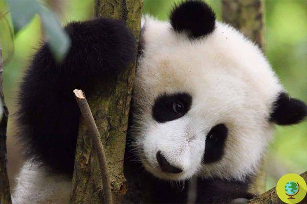 Panda gigante: mesmo para a China já não corre risco de extinção (mas continua a ser uma espécie vulnerável)