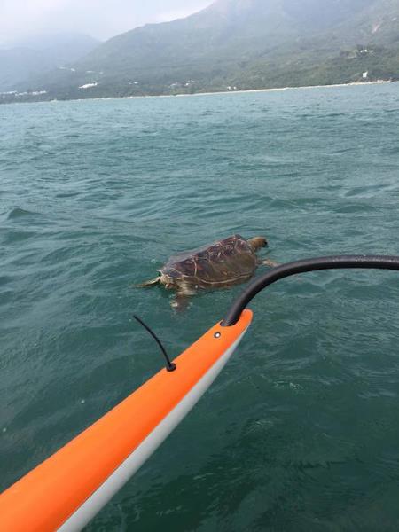 Atrapada y muerta por una red de pesca: el triste final de una tortuga (FOTO)