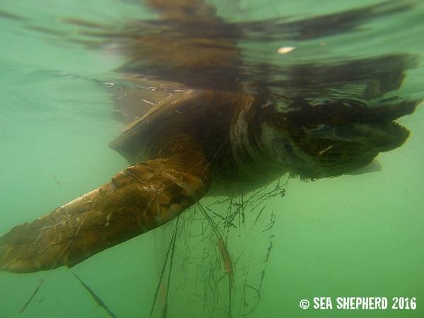 Trapped and killed by a fishing net: the sad end of a turtle (PHOTO)