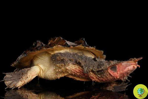 Teste de DNA impede embarque ilegal de mais de 2 tartarugas Matamata