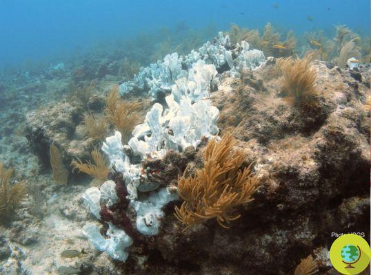 Recifes de coral e acidificação dos oceanos: a geoengenharia vem em socorro