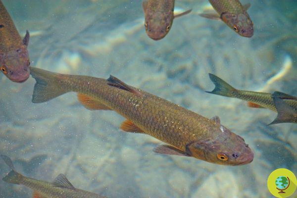 La dépendance à la méthamphétamine chez les poissons est une grave menace pour les écosystèmes, selon l'étude