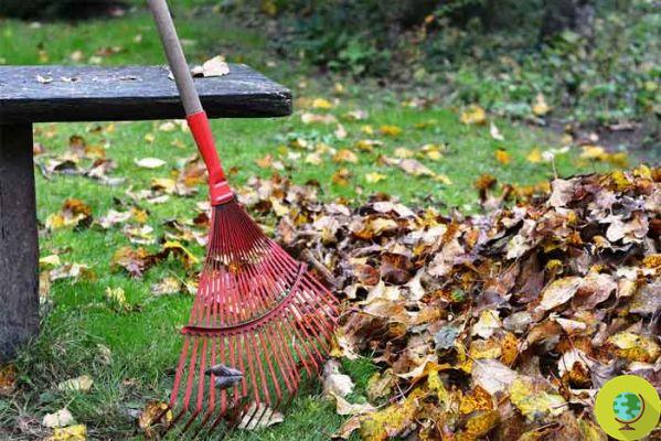 Por que é melhor não varrer as folhas caídas no jardim